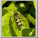 Clytus arietis - Gemeiner Widderbock 01.jpg
